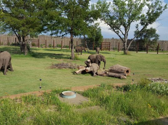 Featured Project Reed Family Elephants Sedgwick County Zoo 05