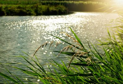 Photo of pond with stormwater